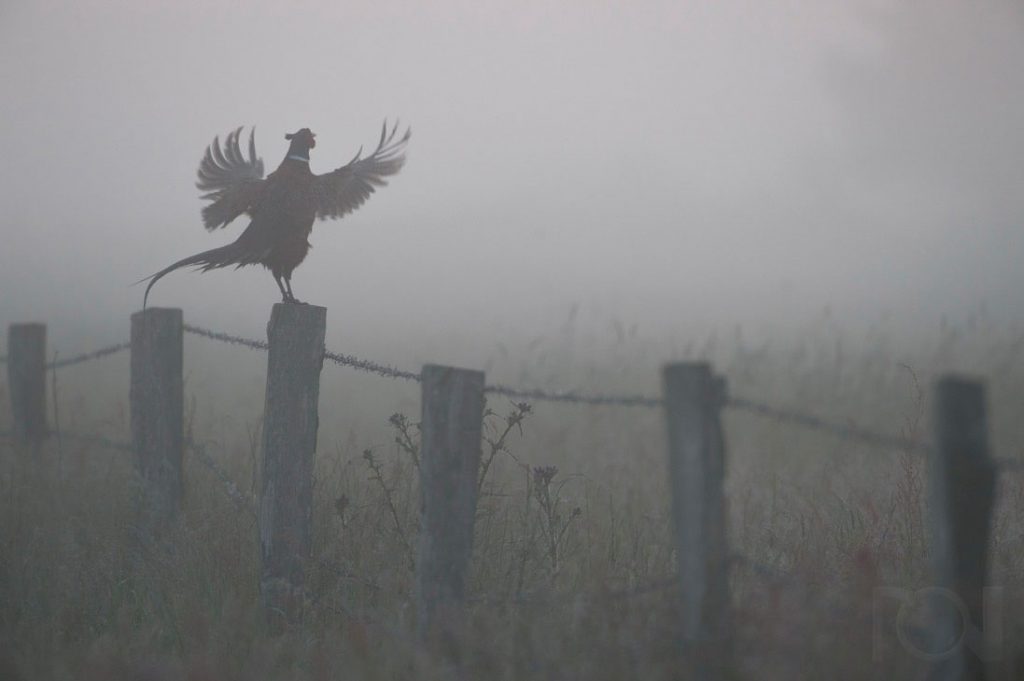 Guten Morgen meine Damen