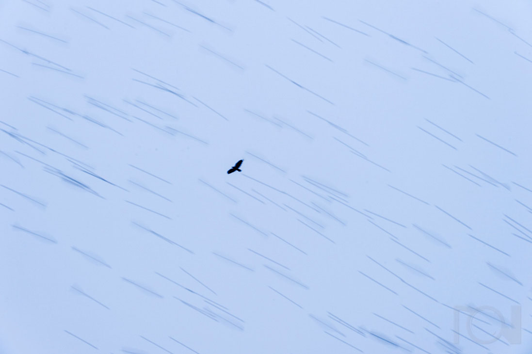 Über den Bergfinken