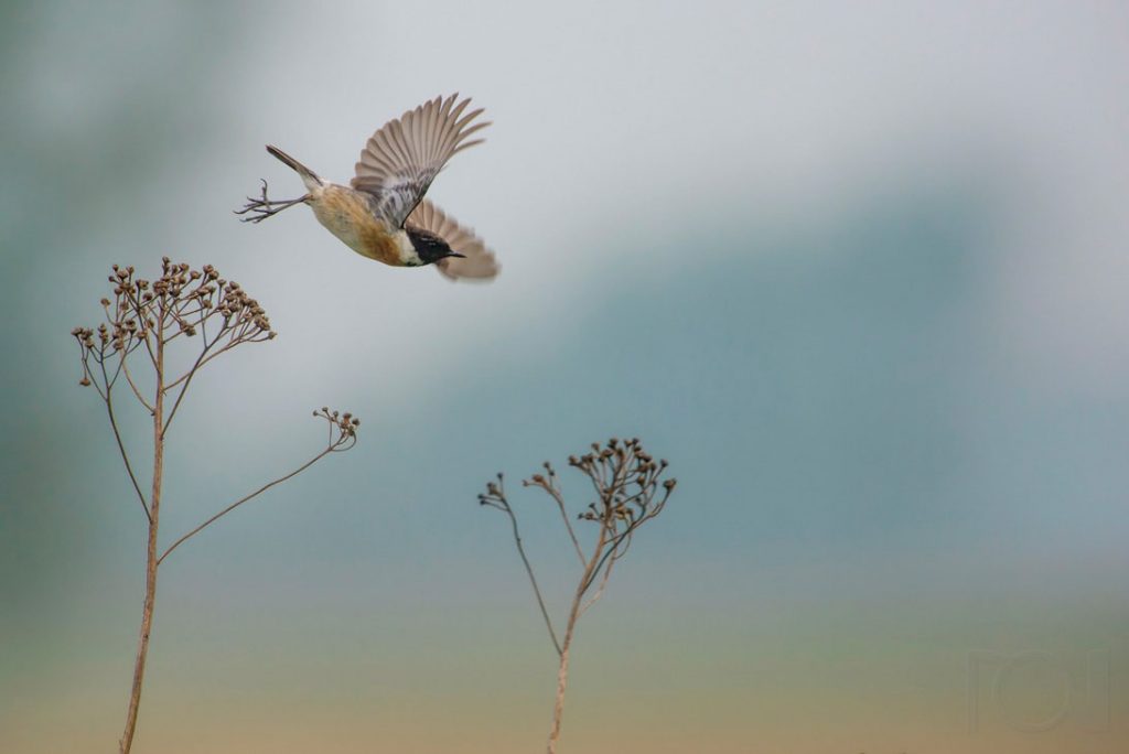 Abflug des Schwarzkehlchens