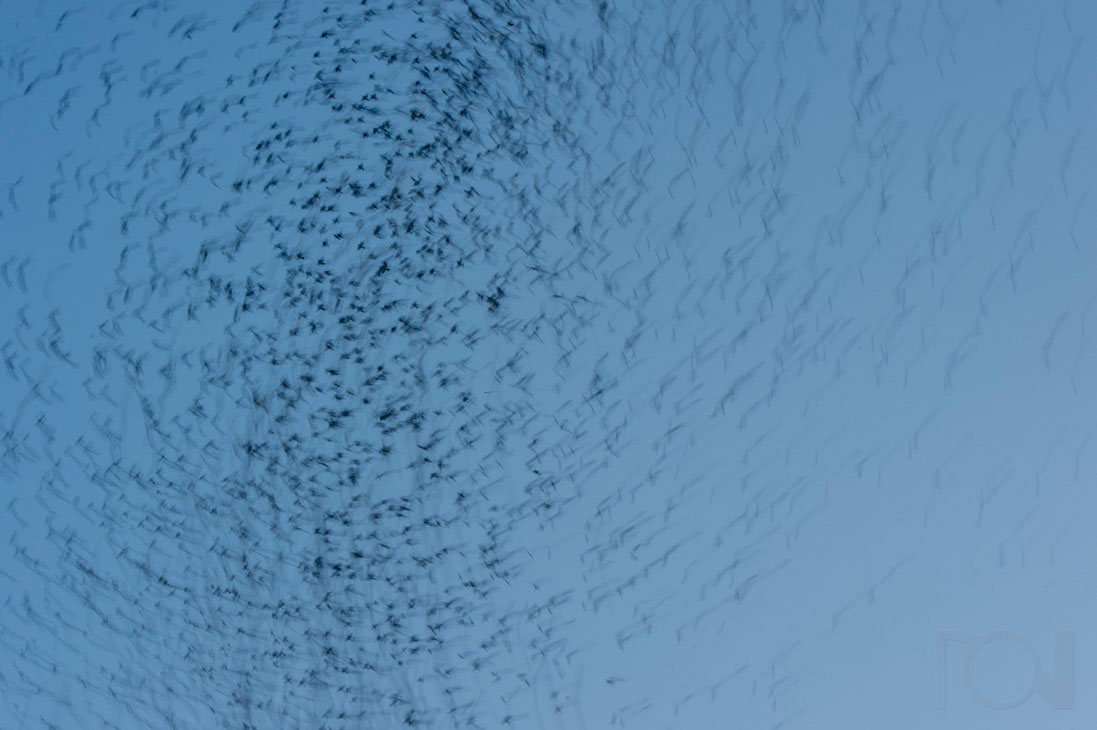 Im Zentrum der Bergfinken