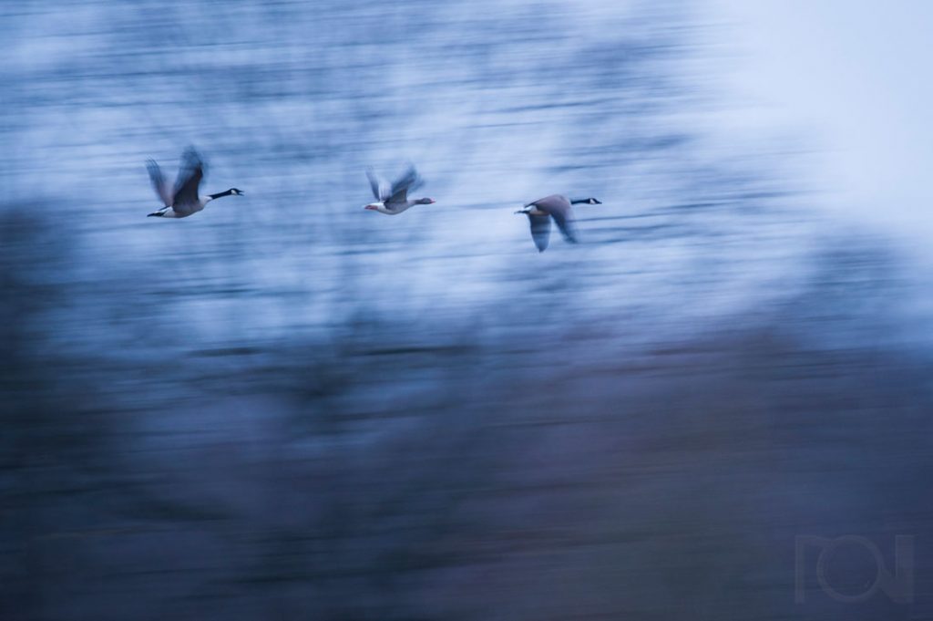 Winter in den Rieselfeldern Münster