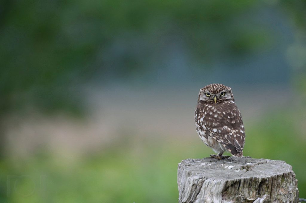 Im Blick des Steinkauzes