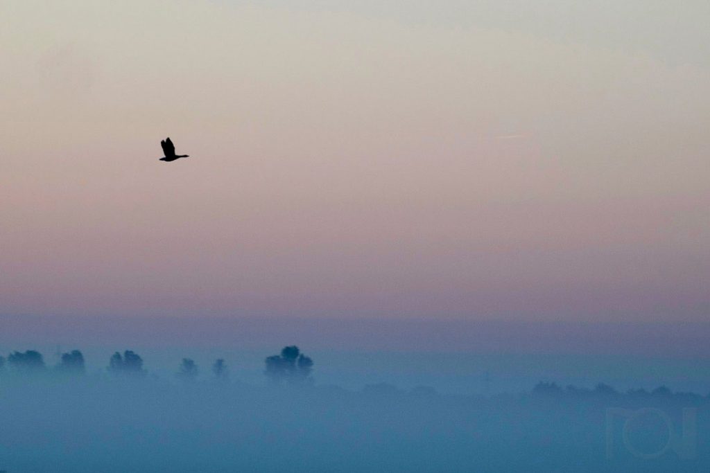 Morgennebel im Münsterland