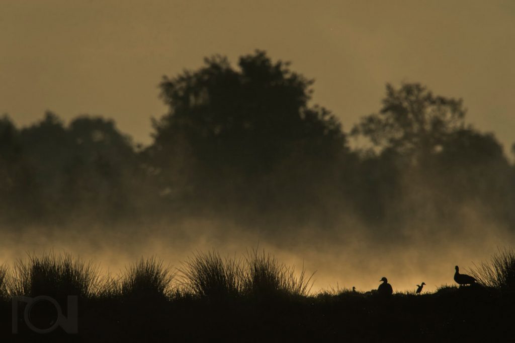 Graugansgymnastik nach kalter Nacht