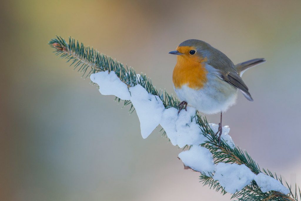 Rotkehlchen im Winterwald