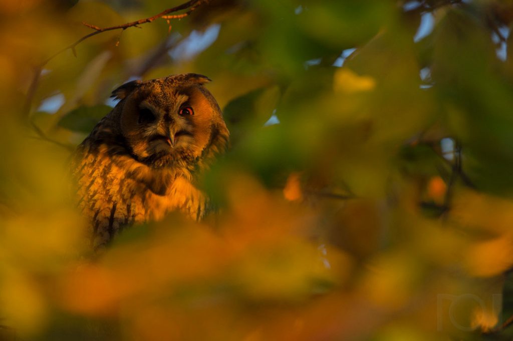 Waldohreule in einer Herbstbuche