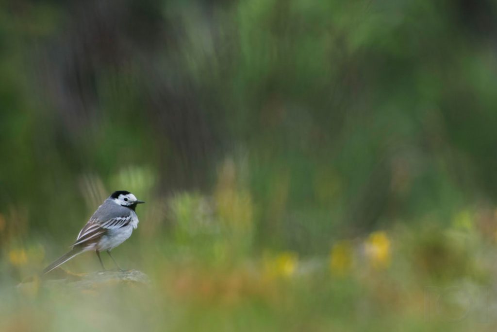 Bachstelze in einer Sommerwiese