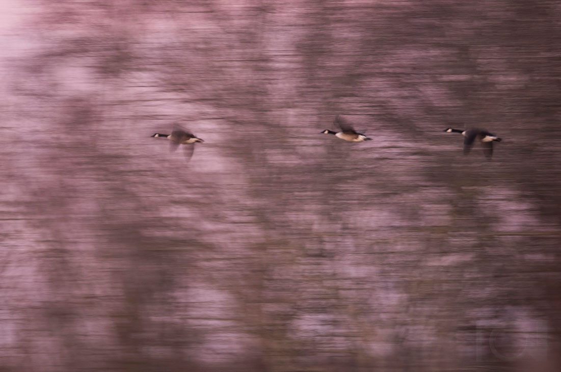 Kanadagänse im Münsterland