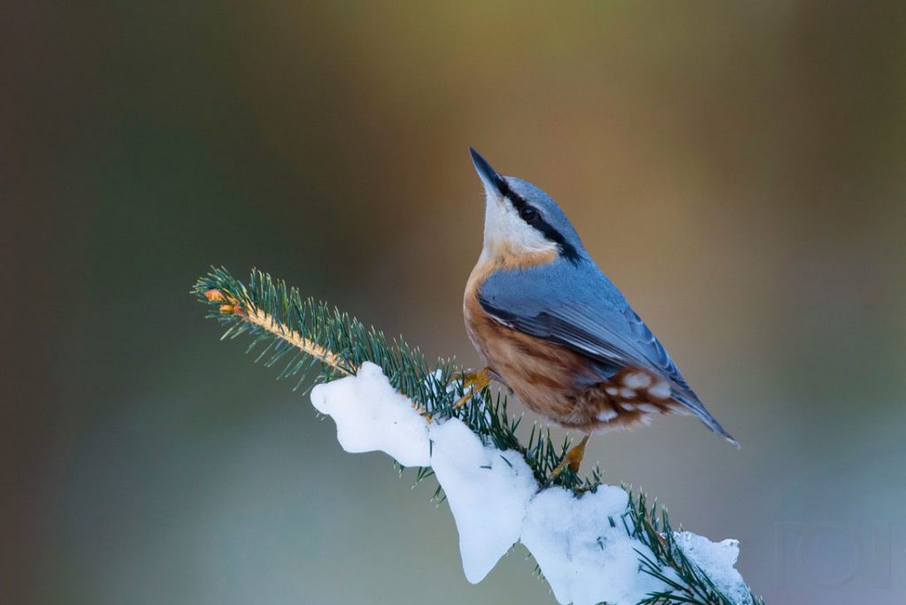 Kleiber mal nicht am Stamm