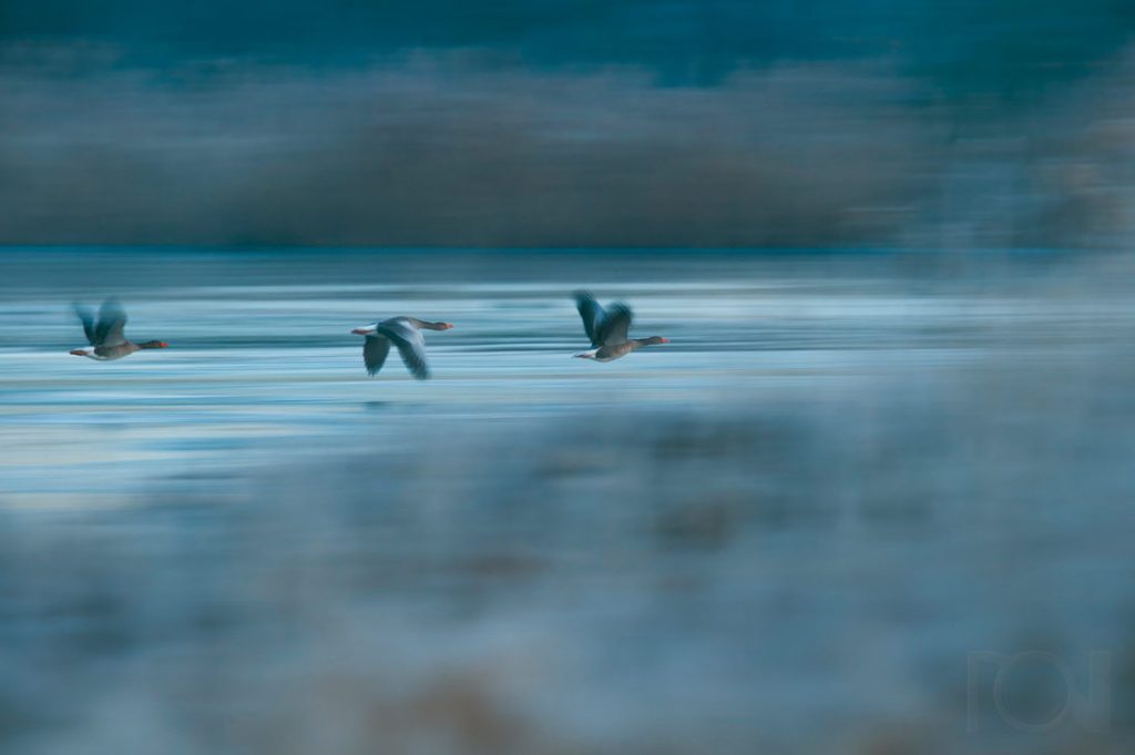 Graugänse im Raureif