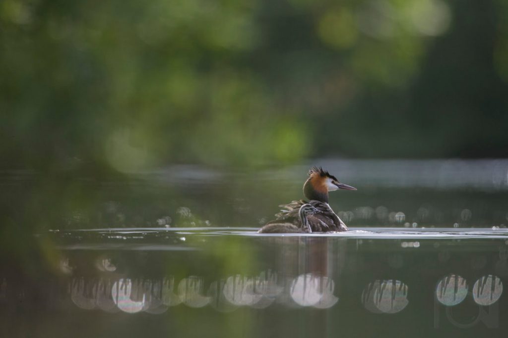Haubentaucherhort