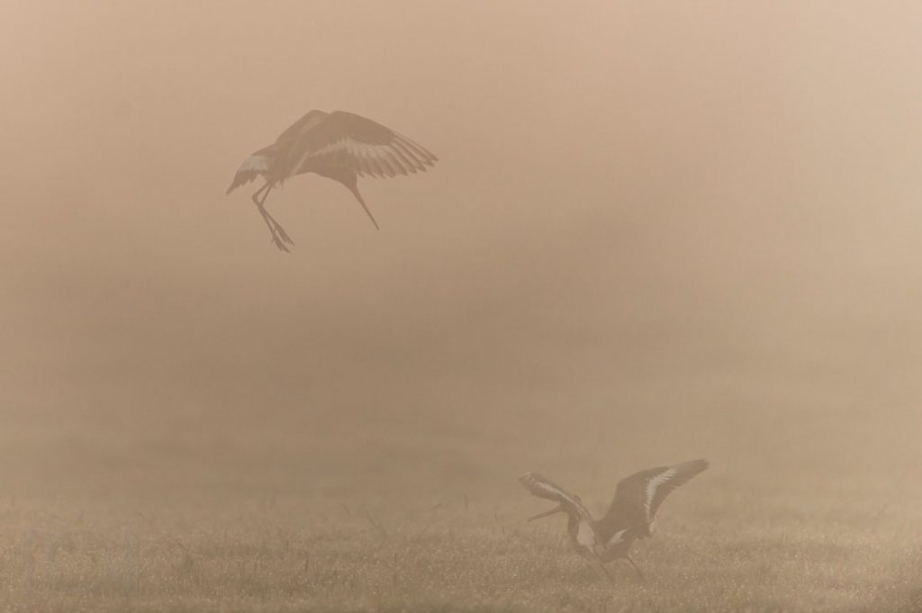 Uferschnepfenunstimmigkeiten