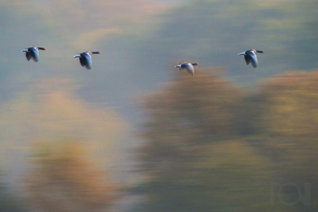 Graugänse im Herbstlicht
