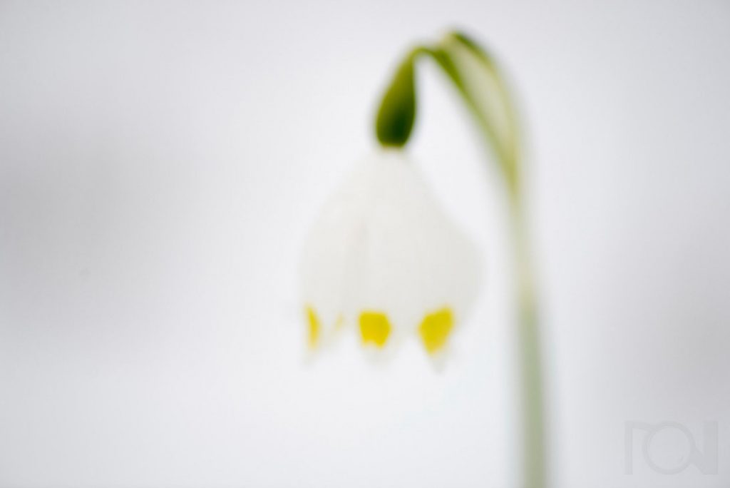 Märzenbecher im Schnee I