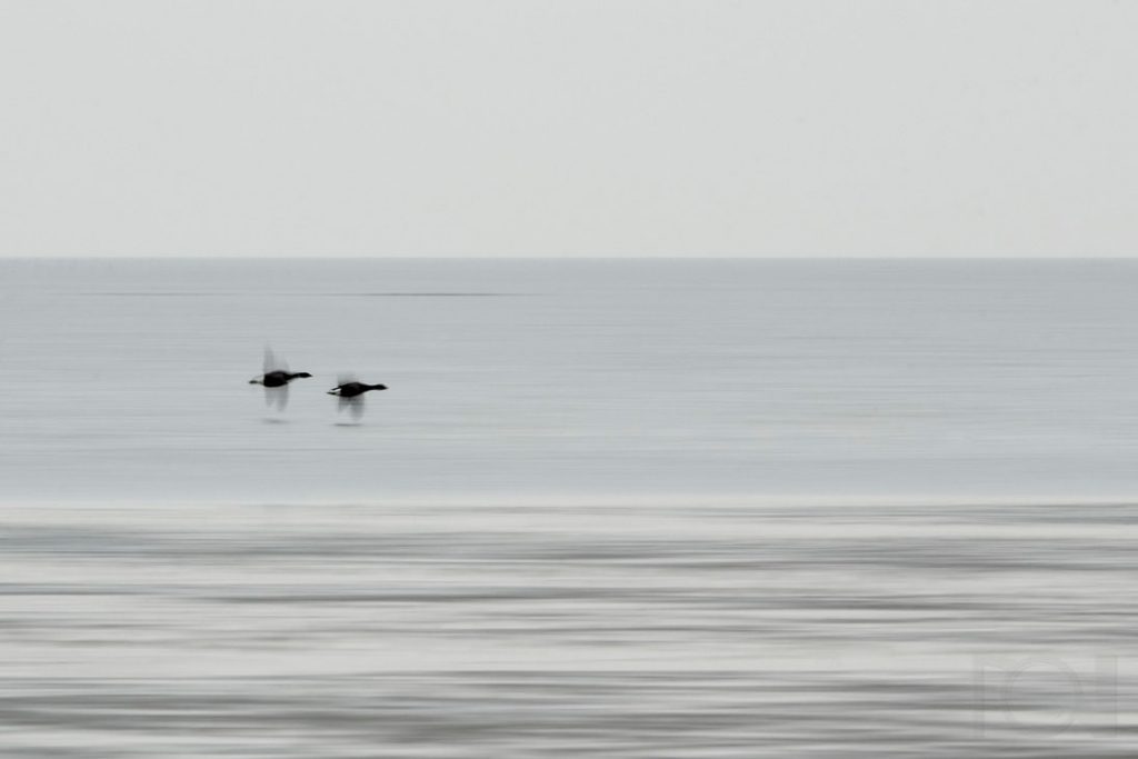 Horizont, Wasser, Watt, Ringelgänse