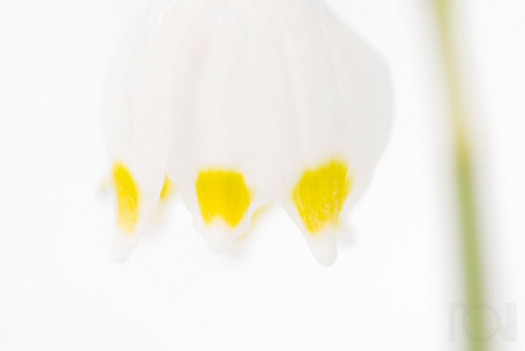 Märzenbecher im Schnee II