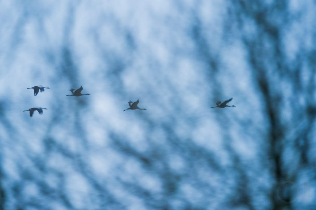 Kraniche in den Rieselfeldern Münster