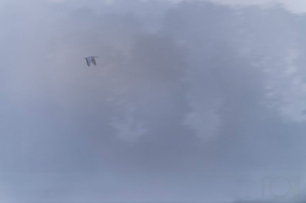 Streifengans auf Durchzug