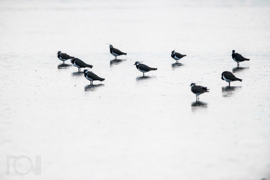 Kiebitze im Herbstregen