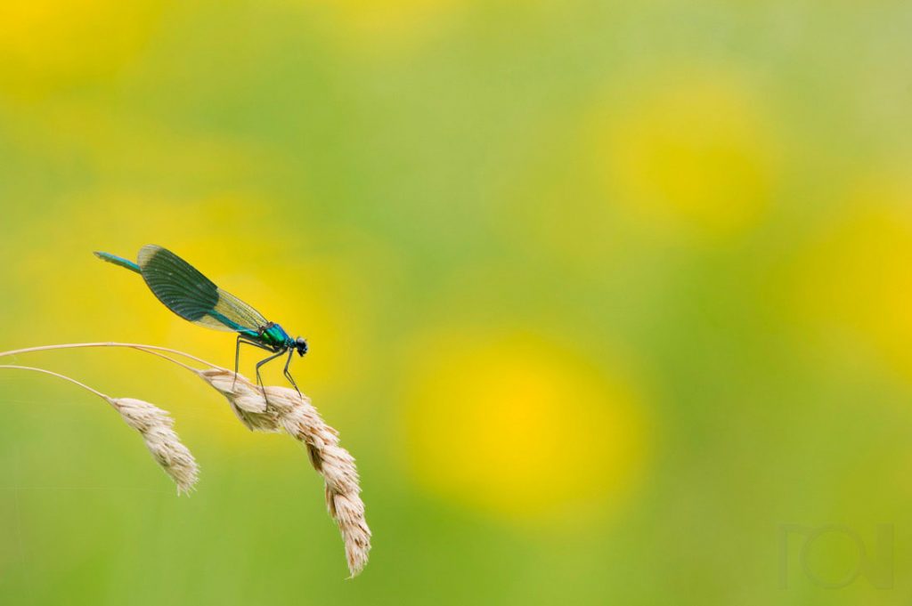 Gebänderte Prachtlibelle im Hochsommer