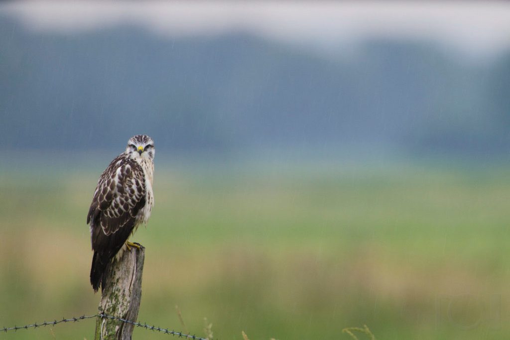 Begossener Mäusebussard