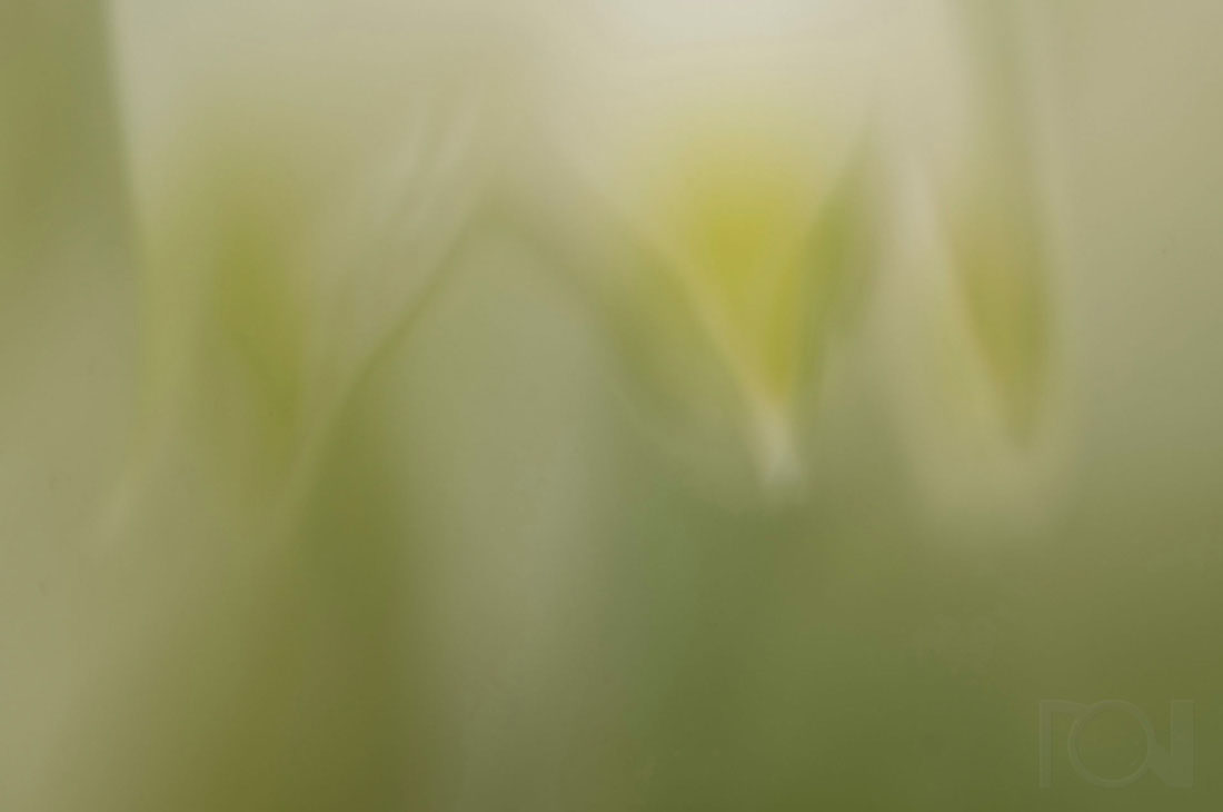 Ein Hauch von Märzenbecher