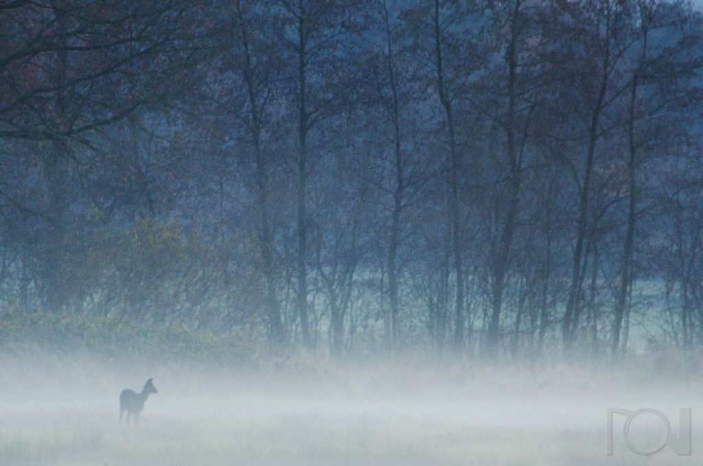 Nach dem nächtlichen Sommerregen