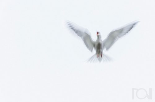 Der Schrei der Flussseeschwalbe Der Schrei der Flussseeschwalbe